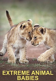 极致动物幼崽第一季粤语